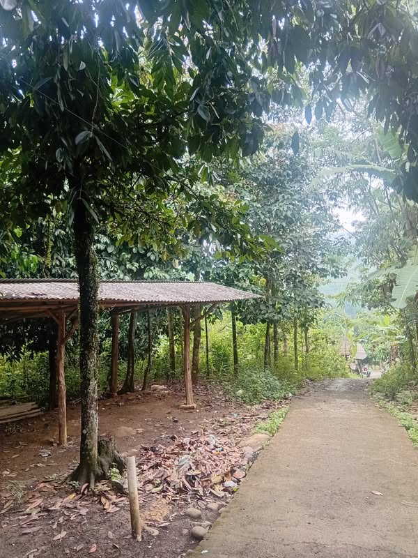 Tanah jonggol sukamakmur