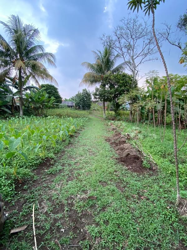 Tanah Ciomas Harapan dan Villa Jalan Raya Puncak