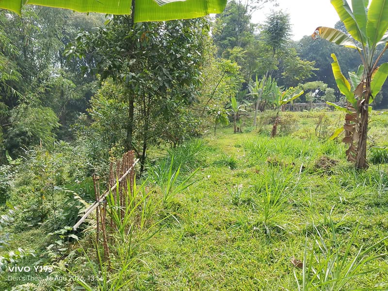 TANAH KEBUN PRODUKTIP DI PAMIJAHAN BOGOR BARAT