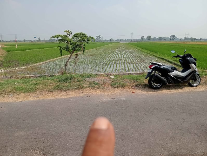 Sawah Pertanian Butuhan Delanggu Klaten