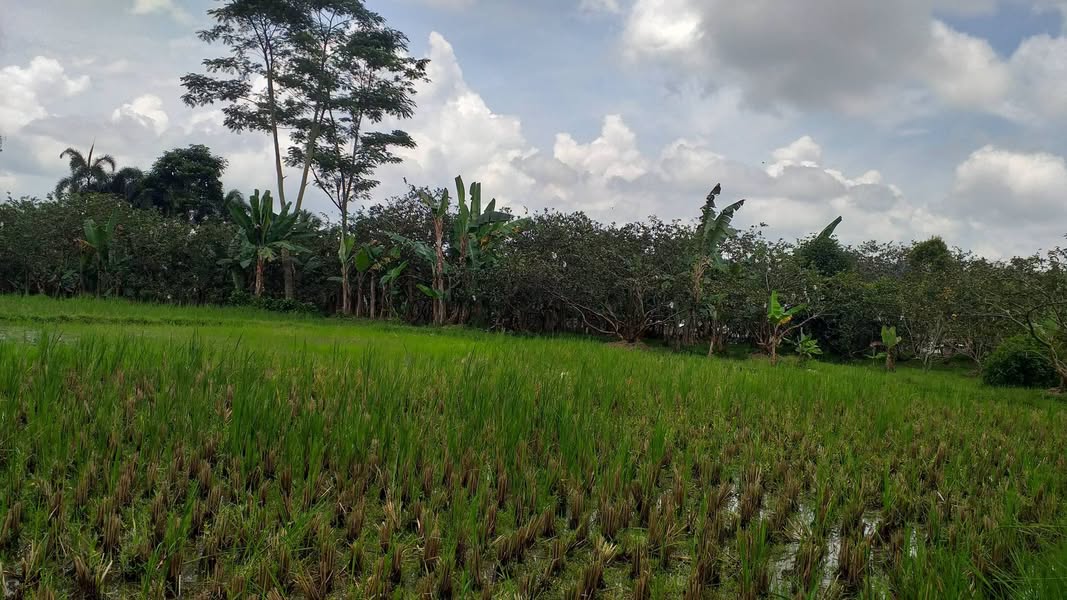 Tanah Strategis di Kawasan Wisata Gunung Salak Endah