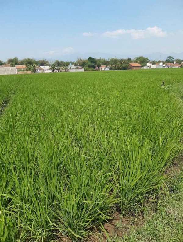 Sawah produktif di Ciparay, Bandung