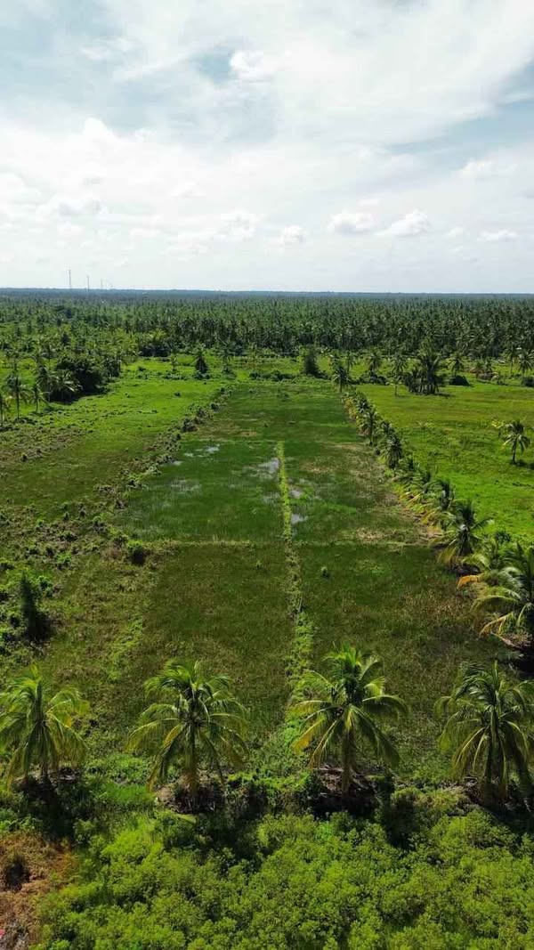 TANAH KAVLING PAL 9