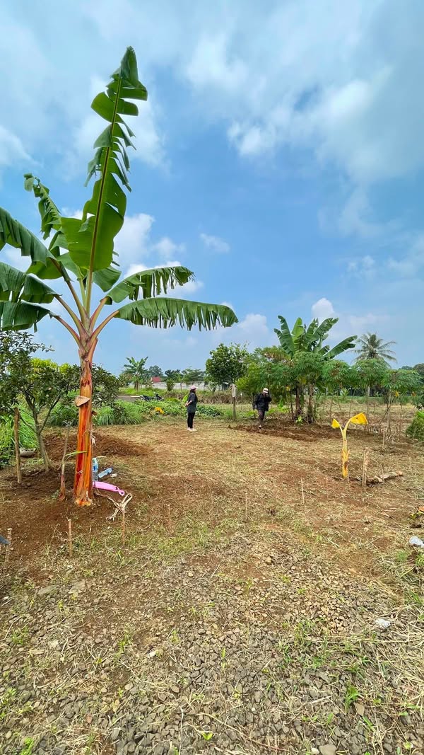 Tanah kavling bogbar cemplang