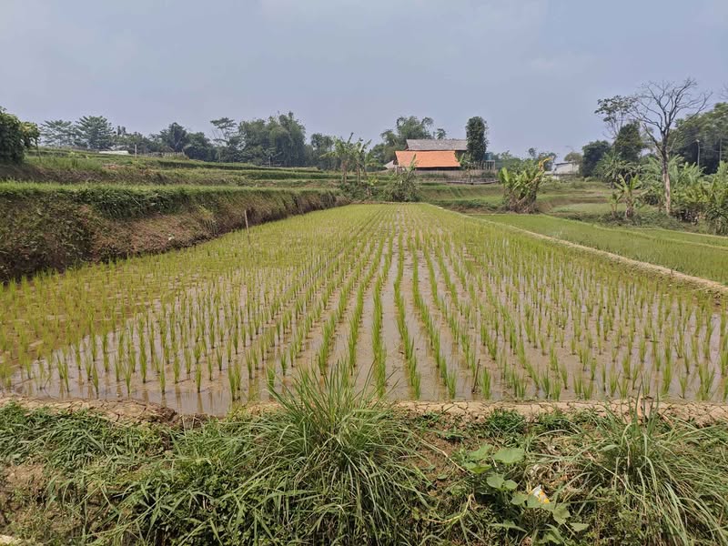 Sawah Salabintana Karawang Sukabumi