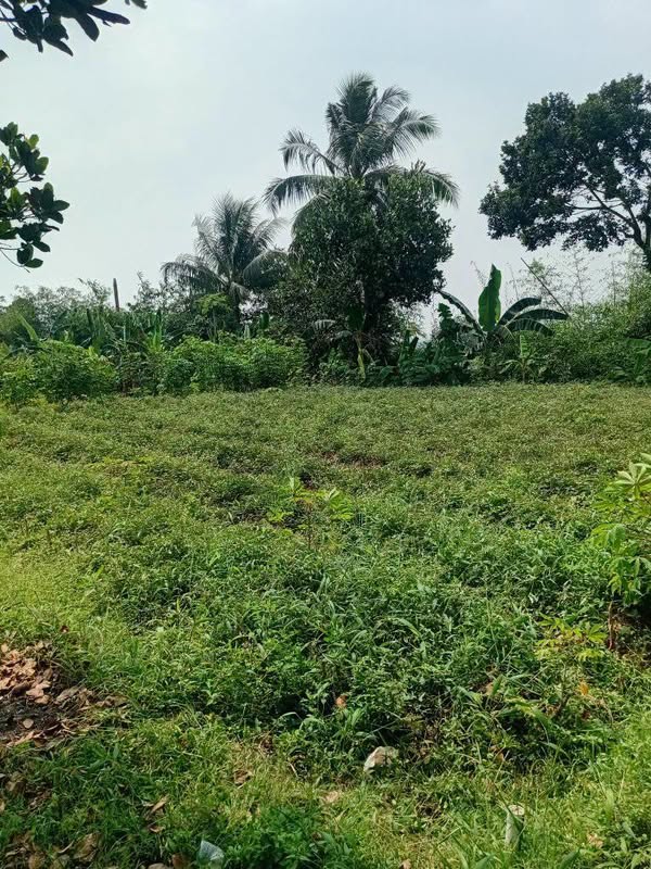 Tanah Bogor
