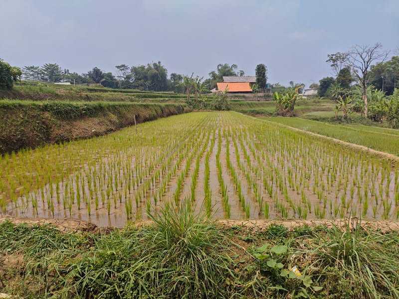 Sawah salabintana karawang kabupaten sukabumi
