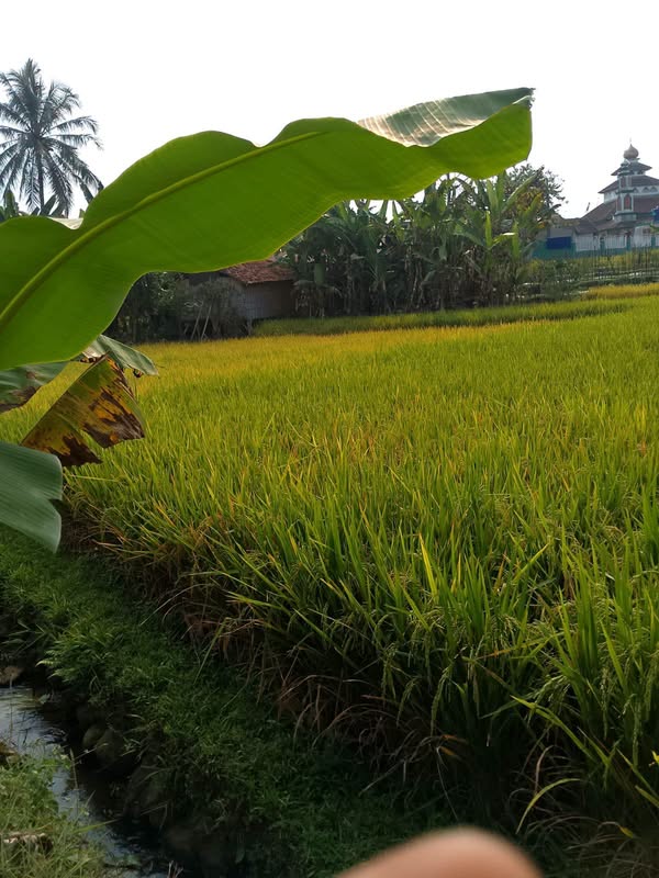 Lahan Sawah Produktif Pamijahan Bogor Barat