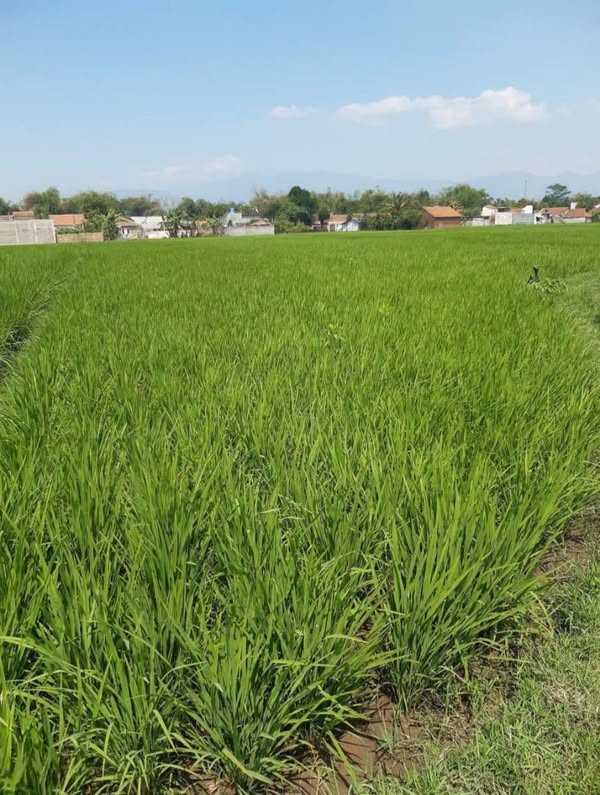 Sawah Produktif di Ciparay Bandung