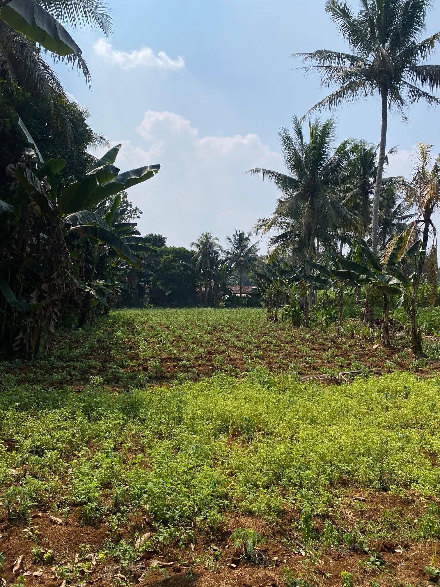 Foto 1 Dijual Tanah di KABUPATEN BOGOR - DIJUAL TANAH