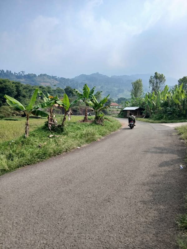 Jual kebun Jalur punak dua jonggol