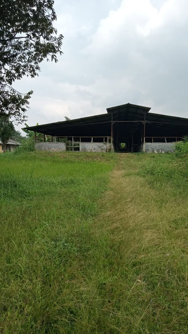 Peternakan Sapi Cariu Bogor