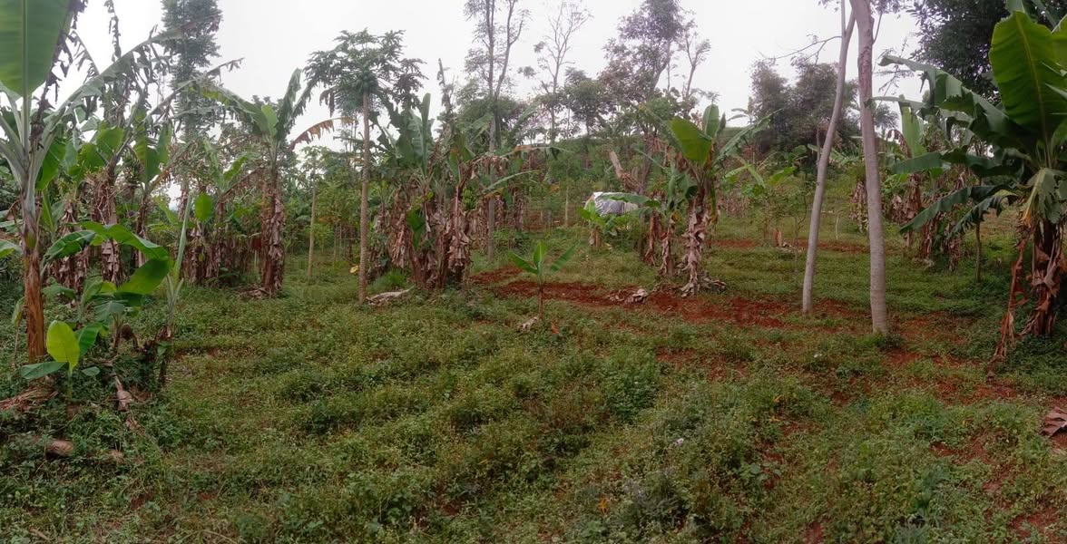 Tanah Kebun Majalaya