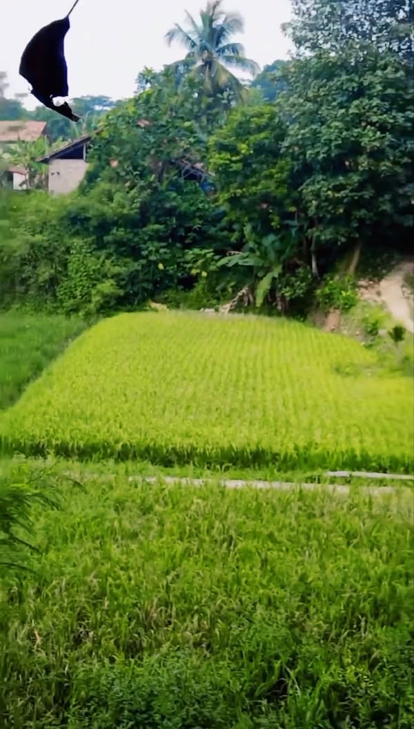 Dijual Sawah Luas 564m2 Air Bagus di Cilalawi Sukatani
