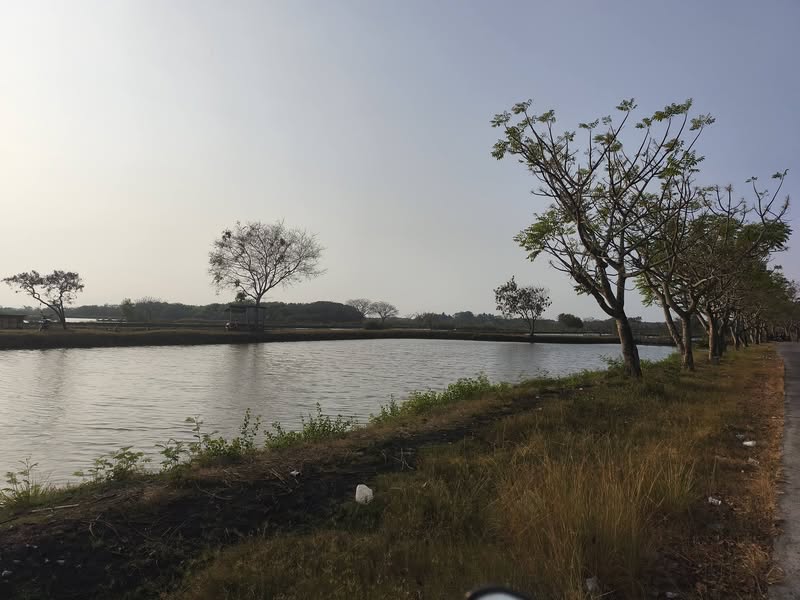 Dijual Tanah Empang 1,2 Ha Murah di Karangantu Banten