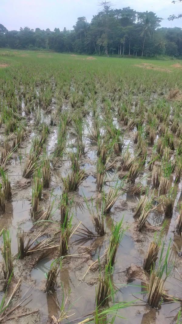 Dijual Tanah Sawah Strategis di Harendong Jawilan Serang