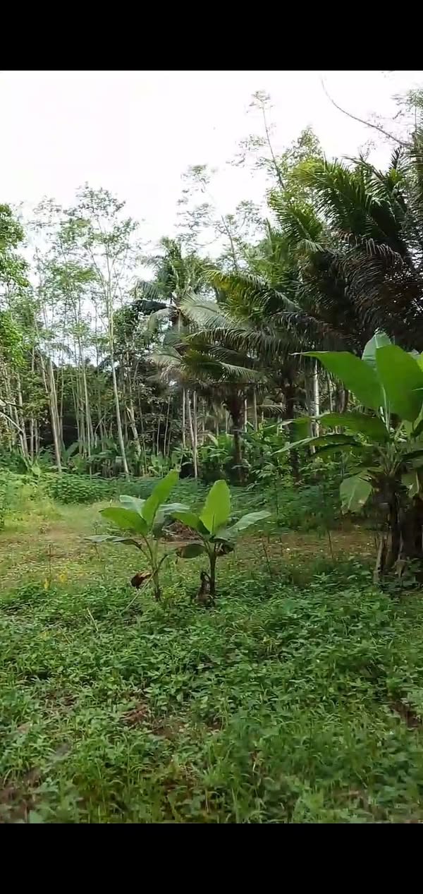 Dijual Tanah Kebon Luas 1850m AJB di Rangkasbitung Serang