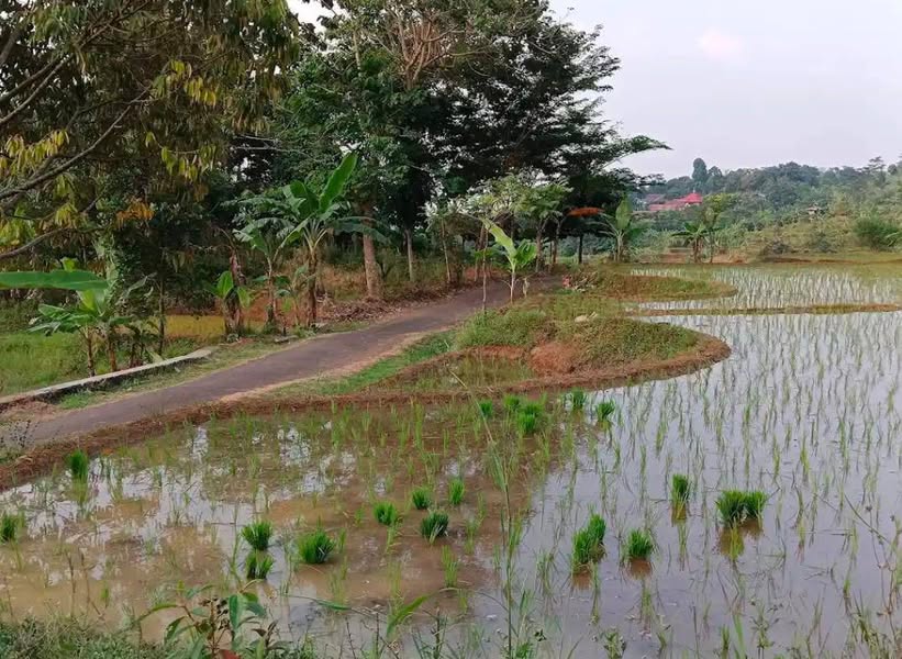 Dijual Jual Tanah Murah Ciomas Bogor Akses Jalan Mobil,