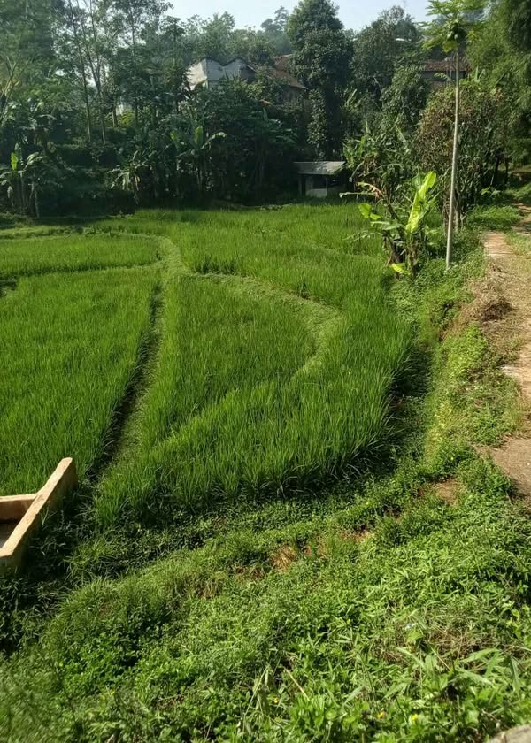 Dijual Jual Tanah Sawah Murah SHM di Arjasari Banjaran