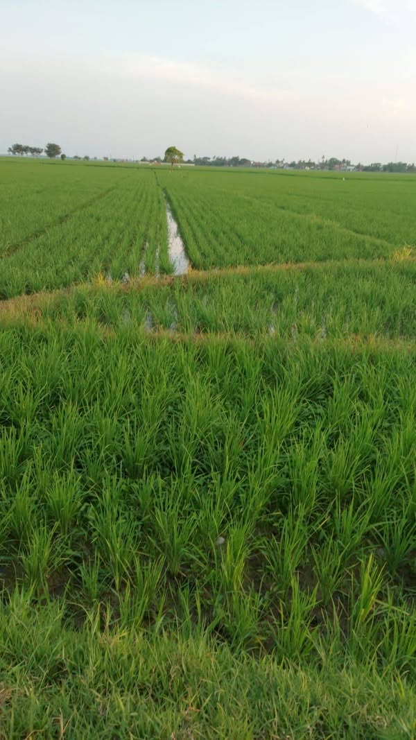 Dijual Lahan Sawah SHM Luas 19.258m2 di Pebayuran Bekasi