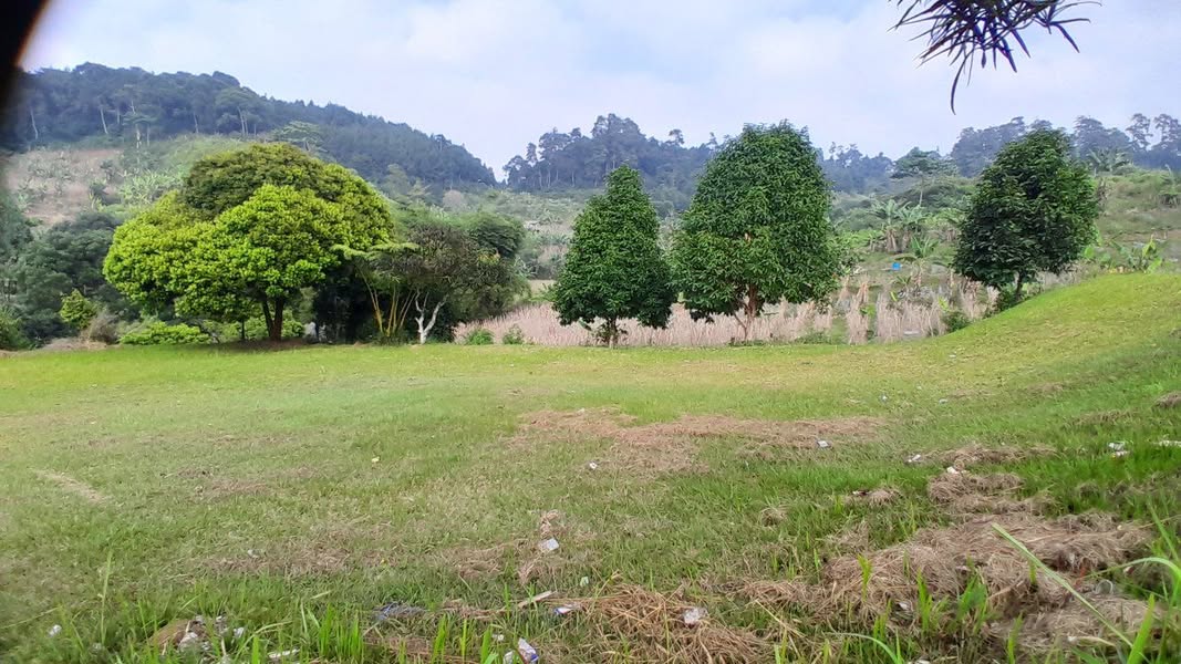 Dijual Jual Tanah Darat Plus Sawah 16 Ha Puncak Sukaresmi