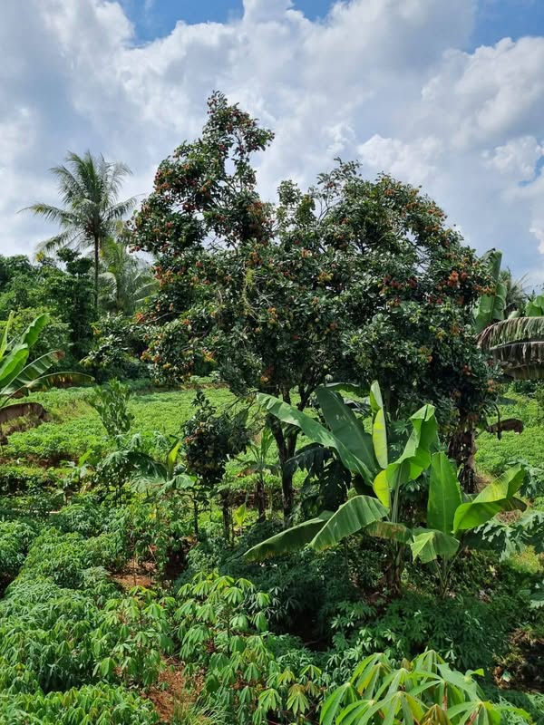 Dijual Jual Tanah Produktif SHM 1063 m2 di Dramaga Bogor