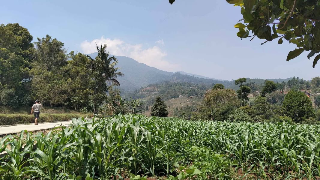 Dijual Tanah Kebun Masuk Mobil Pemandangan Asri View