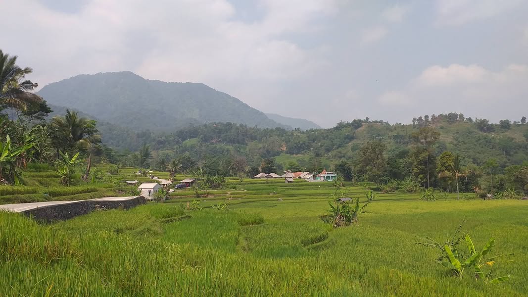 Dijual Sawah Strategis View Alam di Pamijahan Bogor Barat