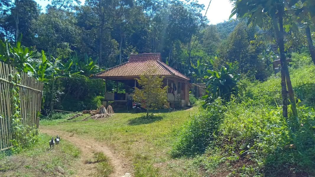 Dijual Kebun Durian Alpukat 4000m² SHM di Purwakarta
