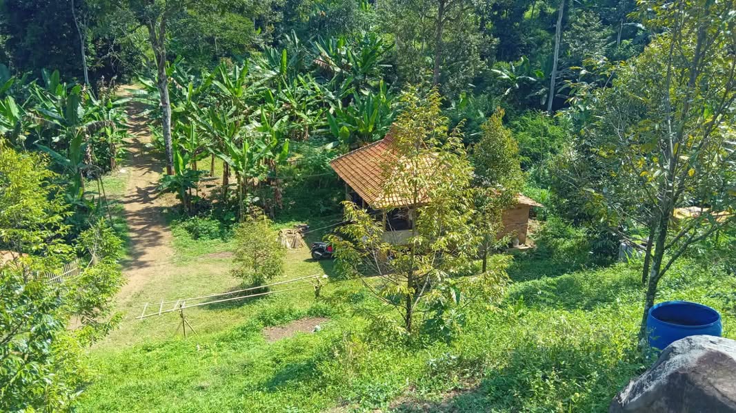 Dijual Kebun Durian Alpukat SHM Luas 4000m2 Purwakarta