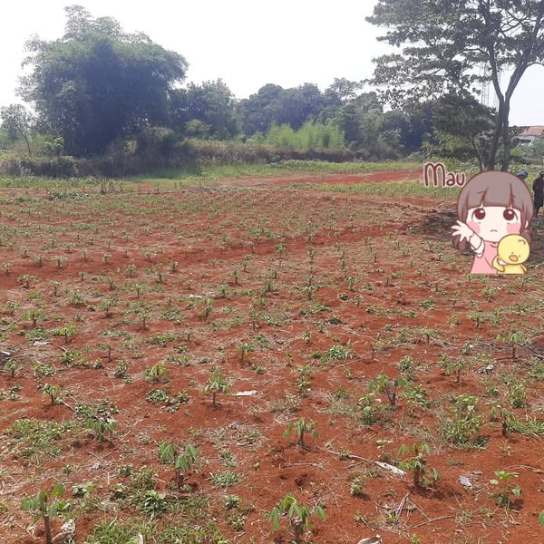 Dijual Tanah Murah Parung Inkopad Bogor Dekat Pesantren