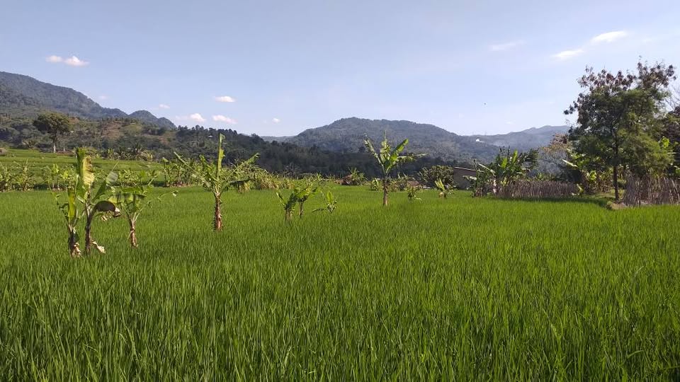 Di jual tanah sawah asri