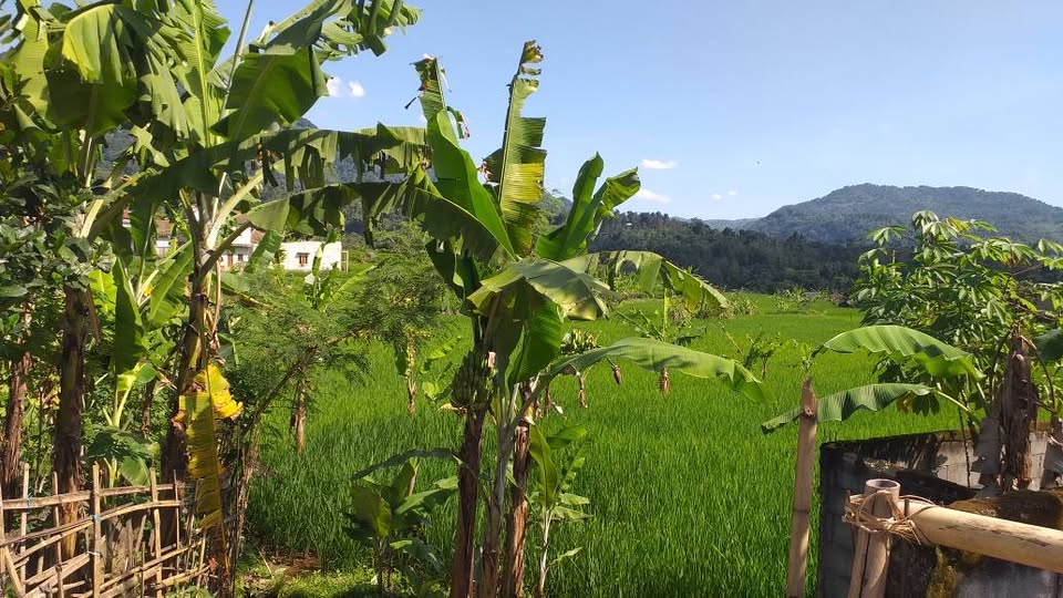 Foto 2 Dijual Tanah di KABUPATEN BOGOR - Di jual tanah sawah asri