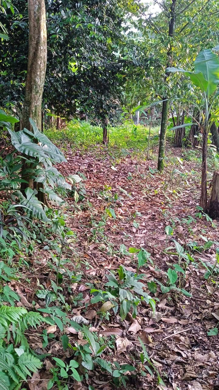 Dijual Tanah kebun milik abah pribadi