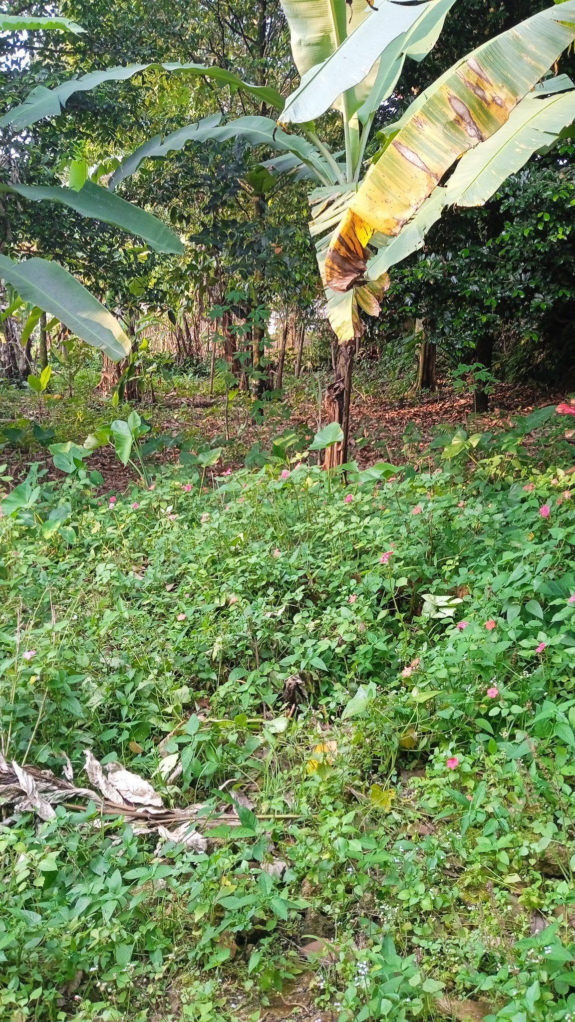 Foto 2 Dijual Tanah di KOTA BOGOR - Dijual Tanah kebun milik abah pribadi