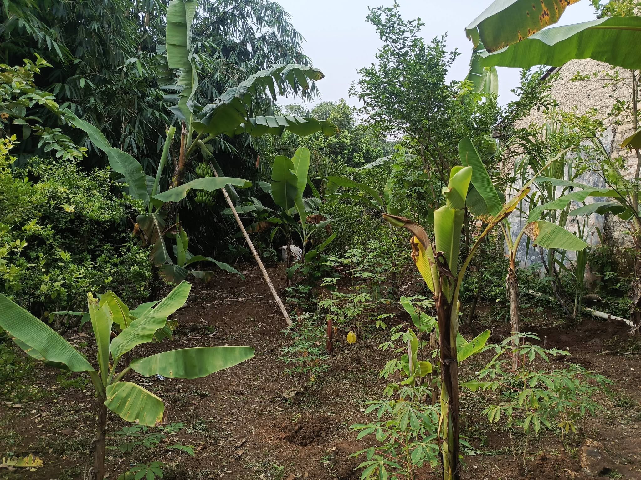 JUAL TANAH DEKET IPB DRAMAGA BOGOR