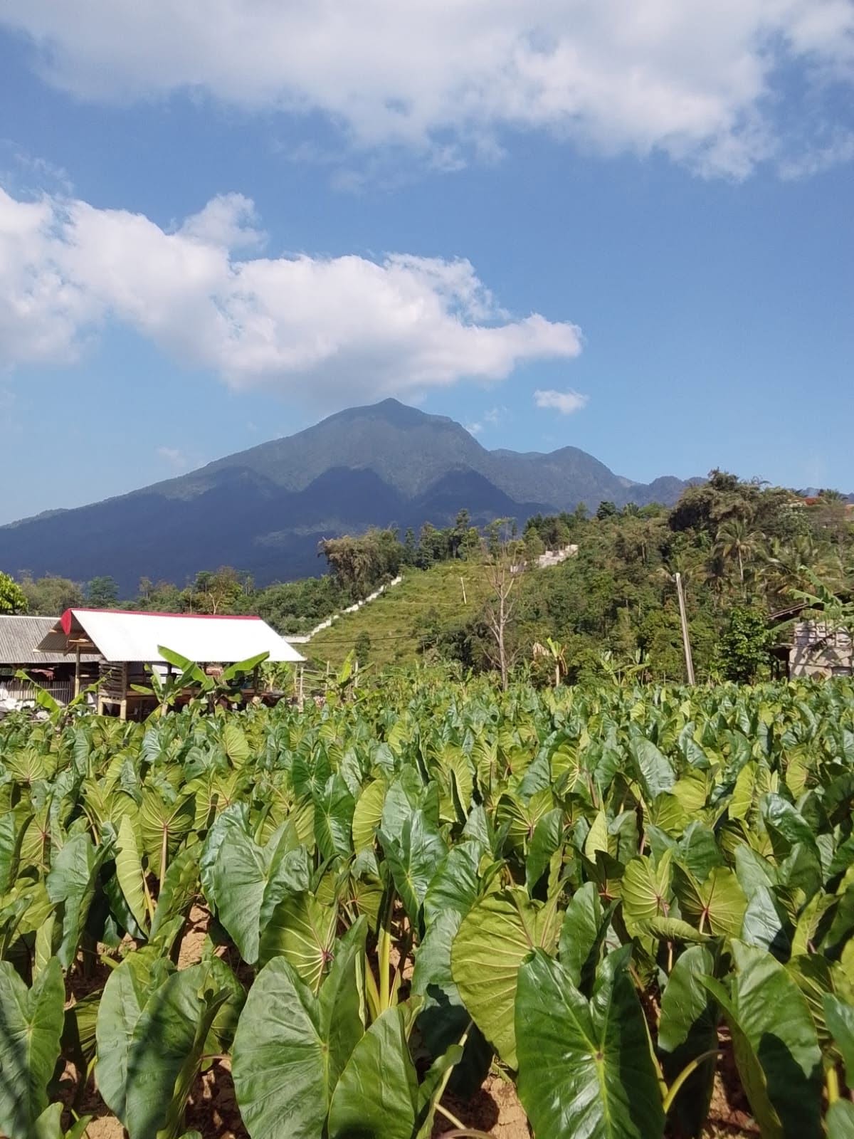 di jual tanah darat view gunung