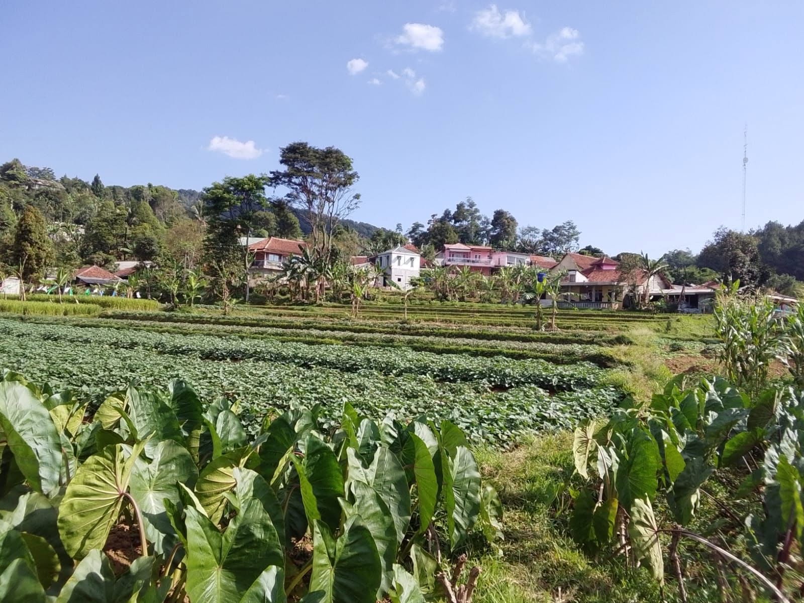 Foto 2 Dijual Tanah di KABUPATEN BOGOR - di jual tanah darat view gunung