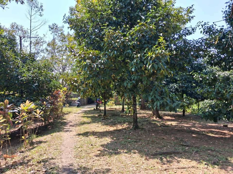 Foto 2 Dijual Tanah di KABUPATEN BOGOR - DIJUAL VILLA KEBUN PREMIUM