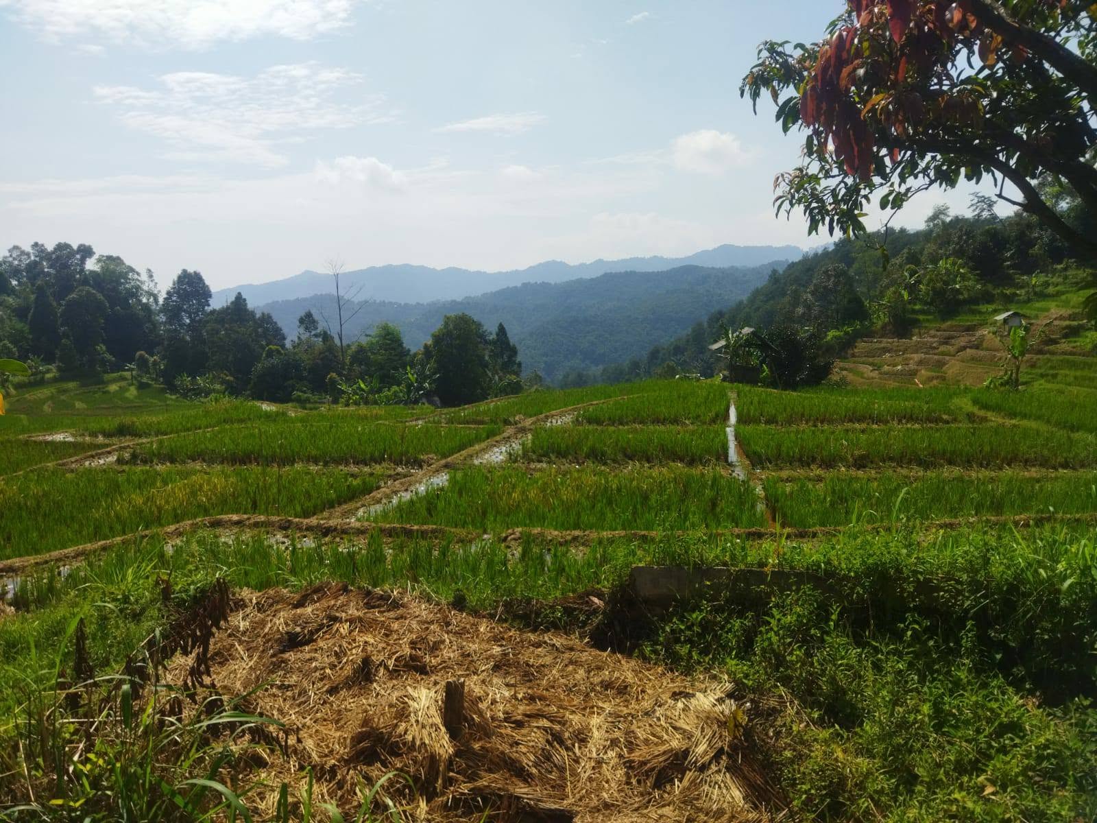 Foto 2 Dijual Rumah di KABUPATEN BOGOR - Dijual rumah panggung + halaman