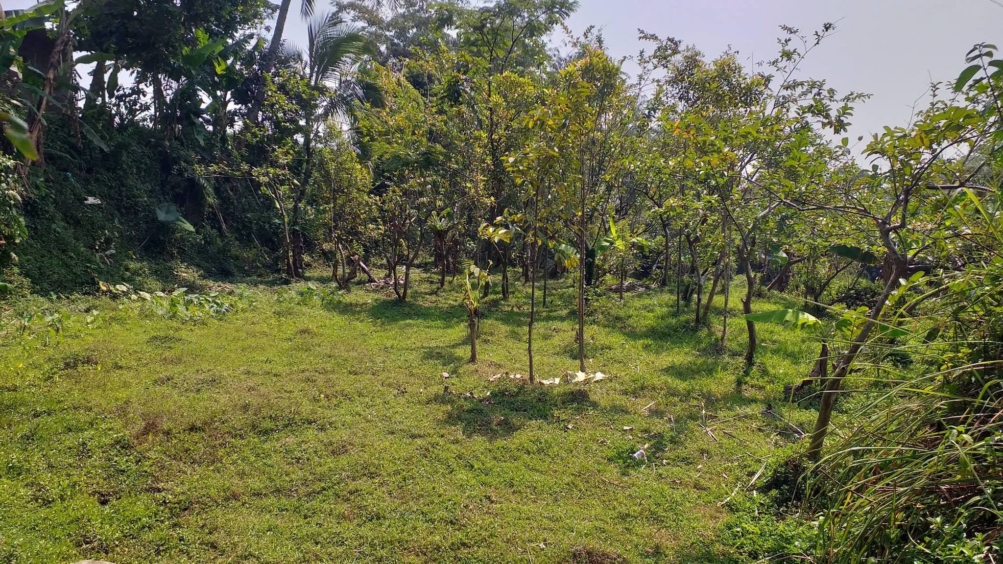 Foto 3 Dijual Tanah di KABUPATEN BOGOR - Dijual Tanah Asri Pinggir Sungai – Pamijahan, Bogor