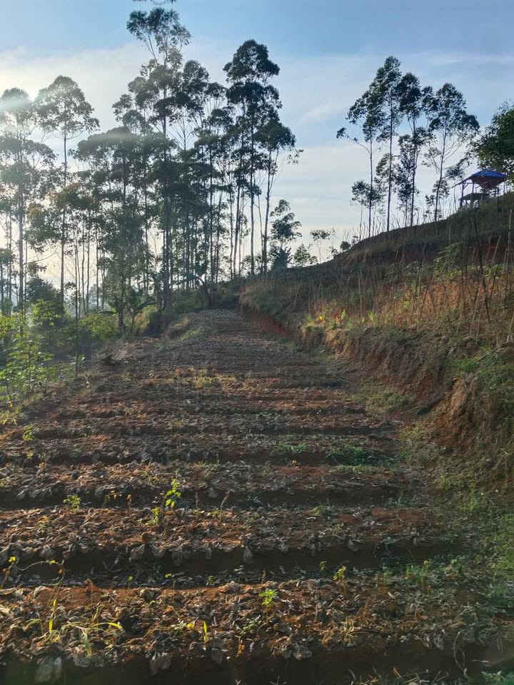 Foto 4 Dijual Tanah di KABUPATEN BANDUNG - Tanah Pinggir Jalan Desa Ciwidey