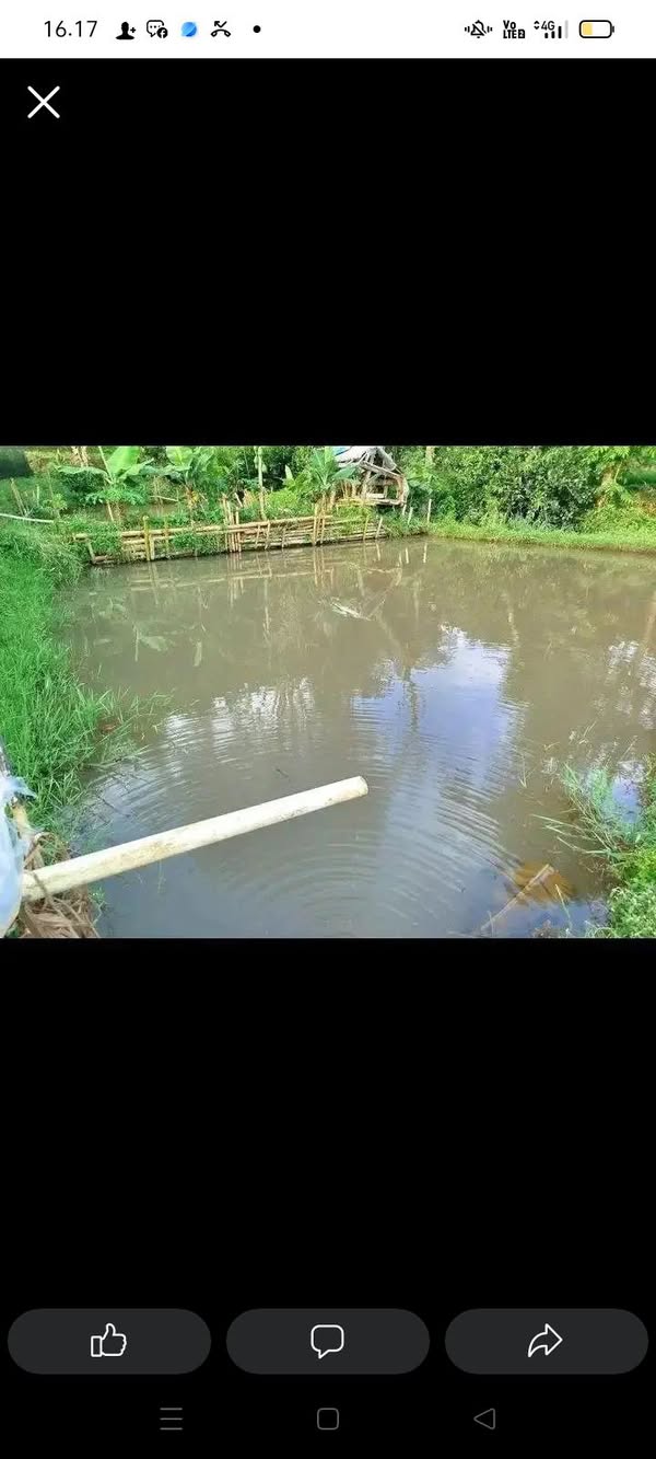 balong ato sawah pasirhuni psr parakan mncang